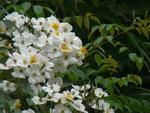 Rosa Brunonii